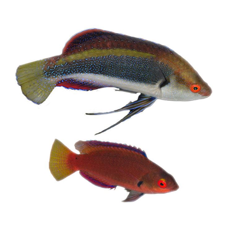 Buy Corals fish online Aquarium fishes Saltwater fish for sale