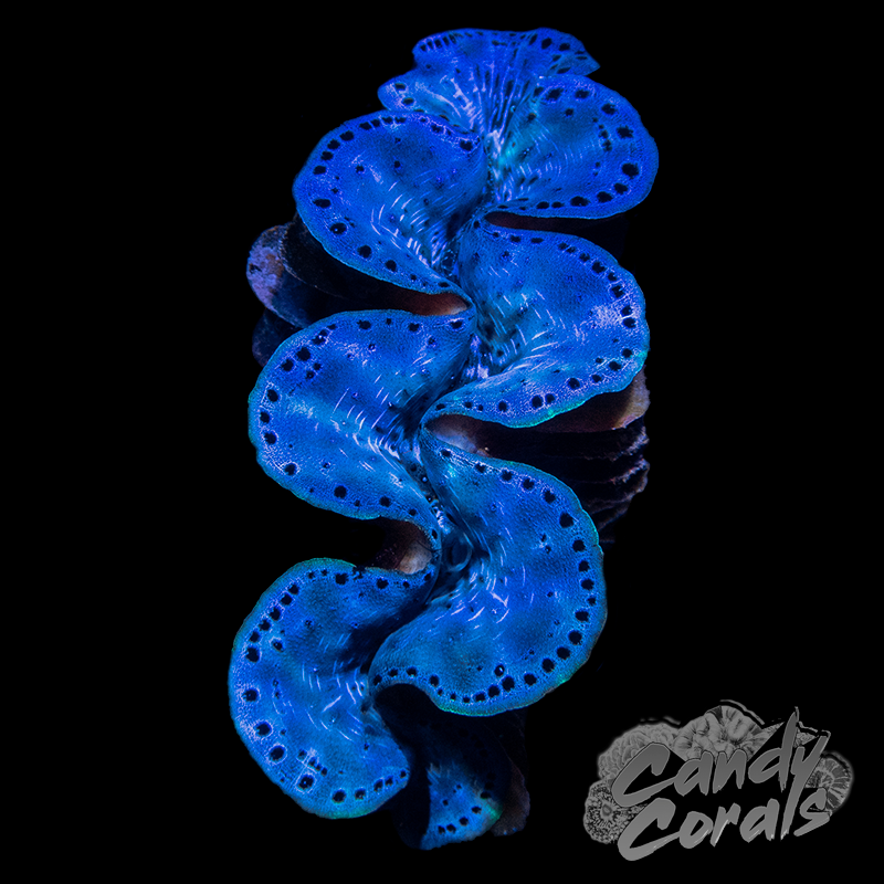 Ultra Maxima Clam