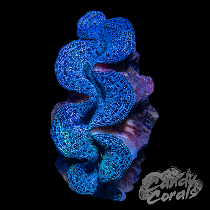 Ultra Maxima Clam