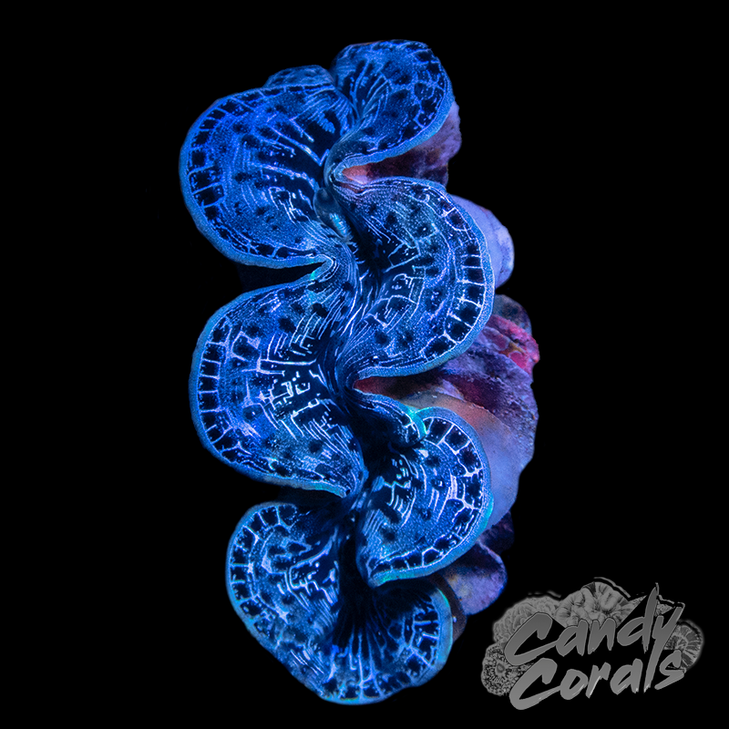Ultra Maxima Clam