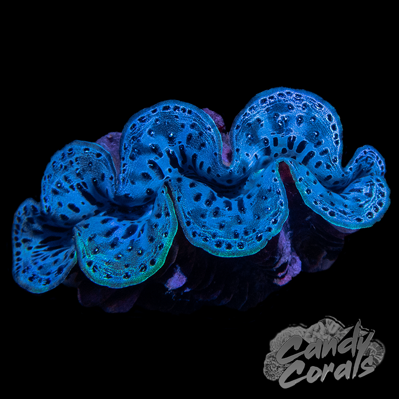 Ultra Maxima Clam