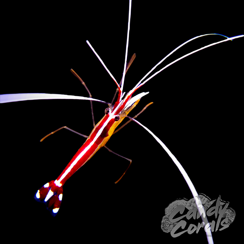 Skunk Cleaner Shrimp