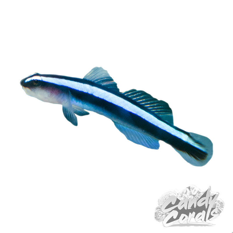 Wild Caught Blue Neon Cleaner Goby