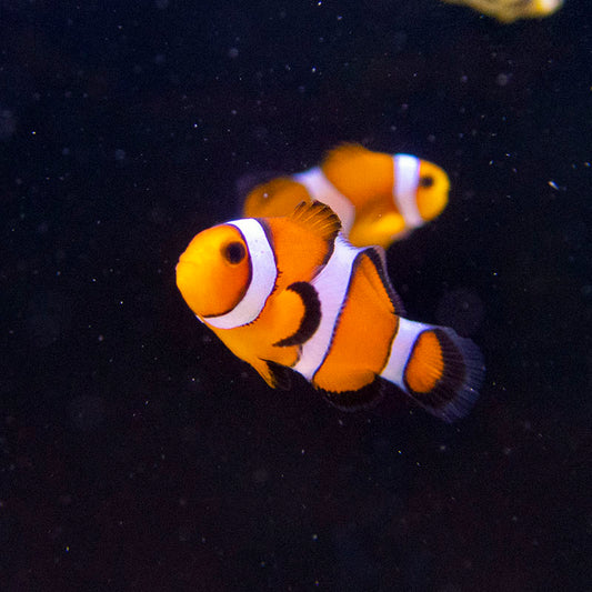 Captive Bred Clownfish