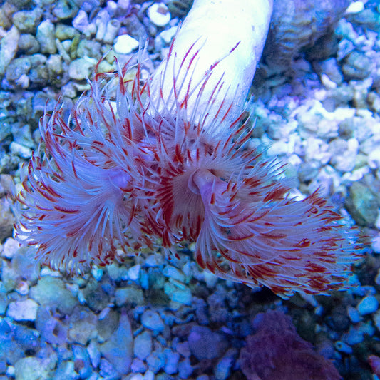 Red and White Coco Worm