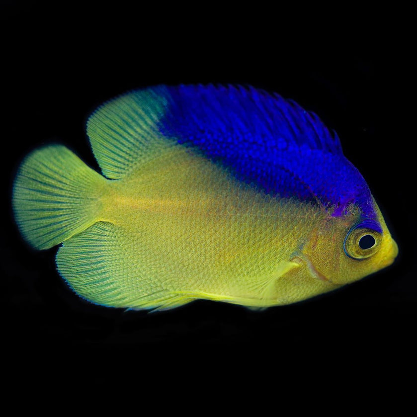 Captive Bred Colini Angelfish