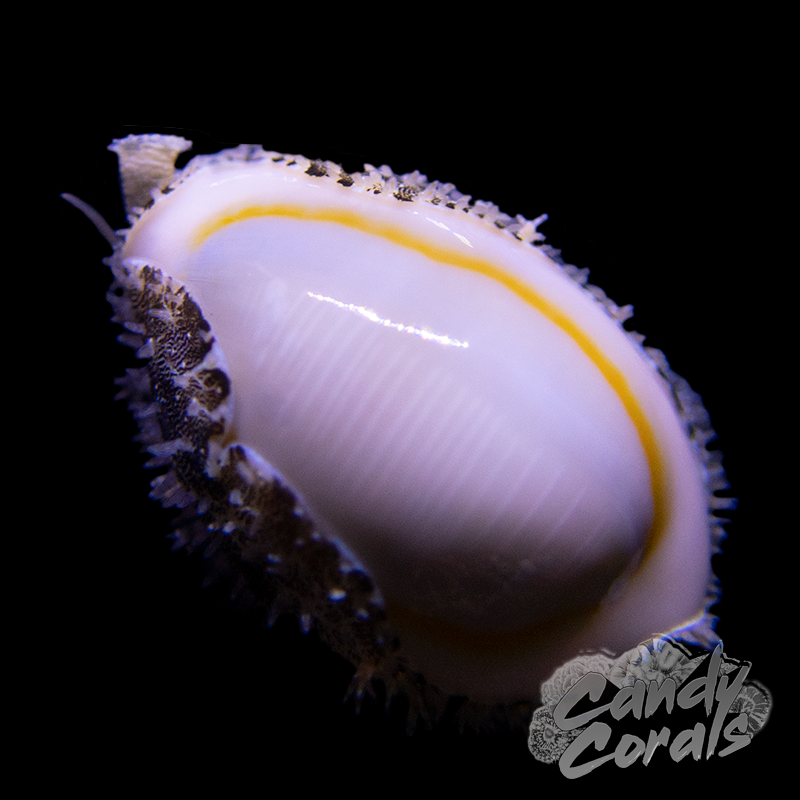 Money Cowrie