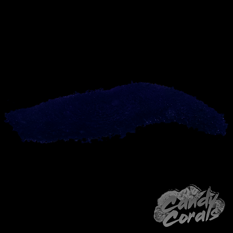 Black Sea Cucumber