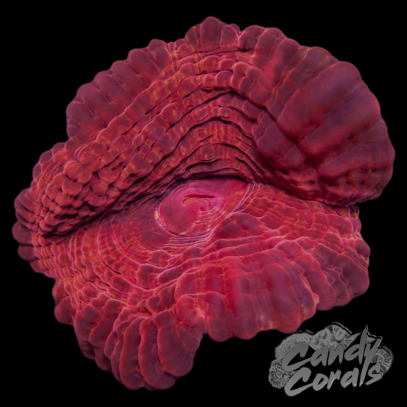 Ultra Red Cynarina