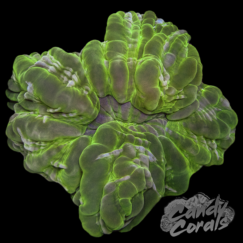 Neon Green Ultra Cynarina