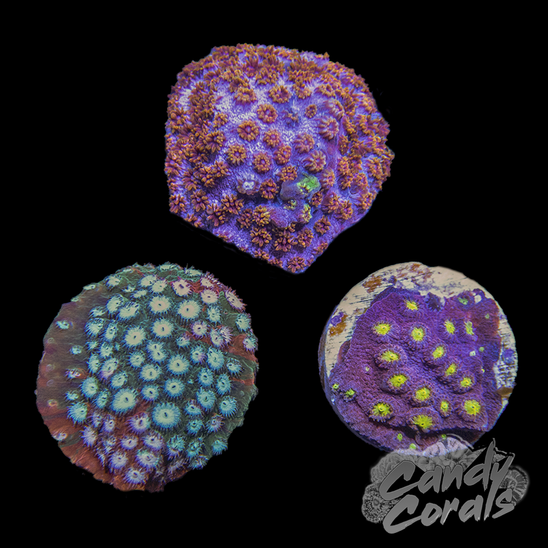 Cyphastrea Coral Frag Pack