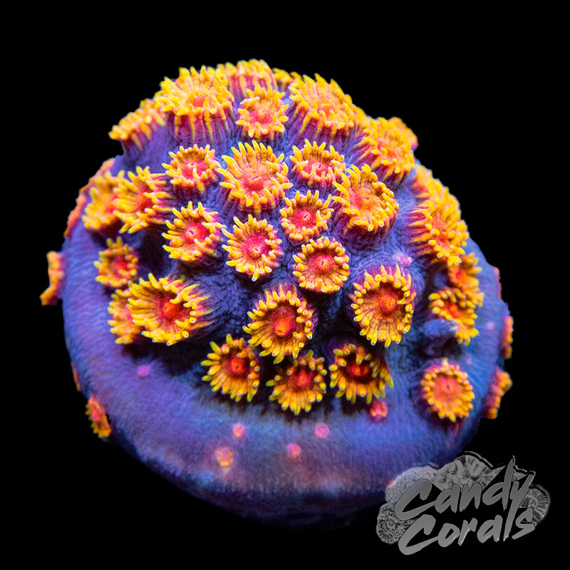 JF Berserko Cyphastrea B23