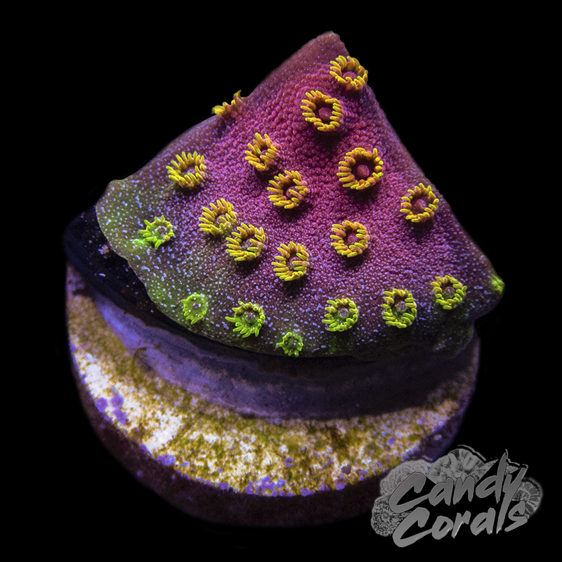 Firewalker Cyphastrea Frag C22