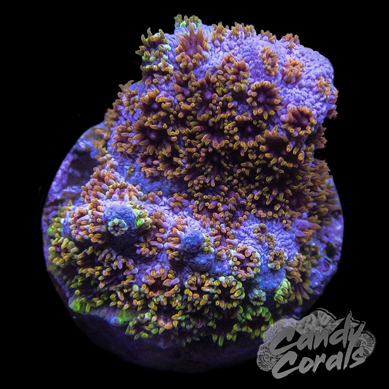 Skittle Bomb Cyphastrea Frag