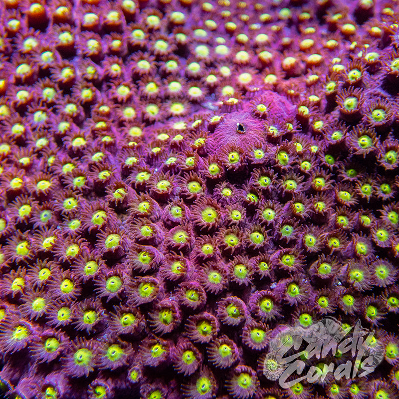 Bling Bling Cyphastrea Frag C28