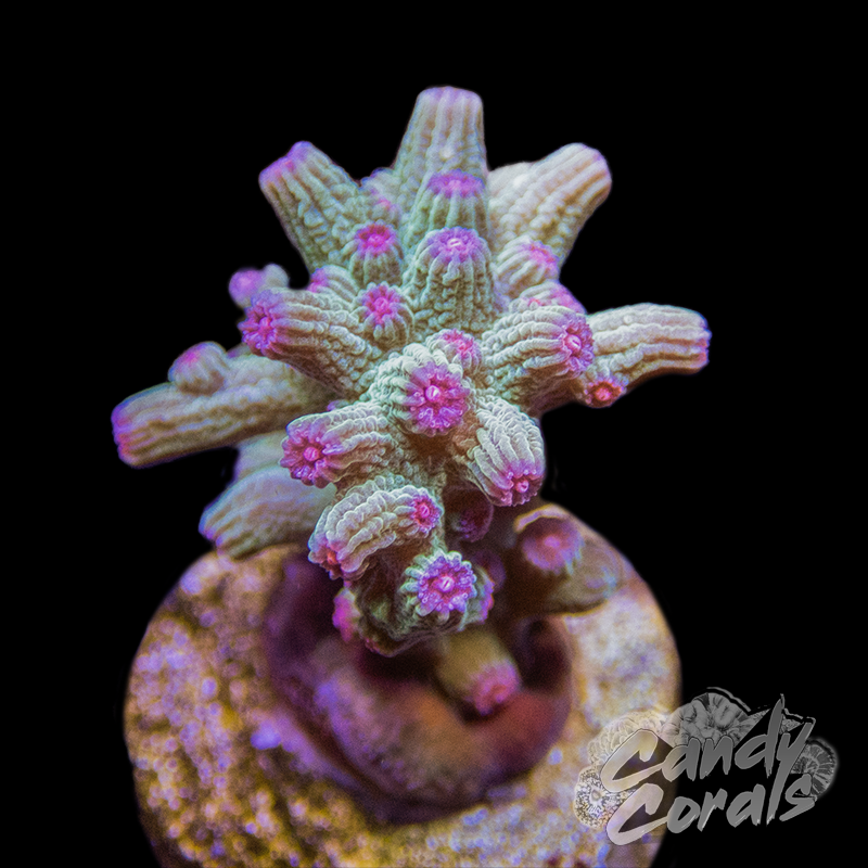 Pink/Green Branching Cyphastrea Frag A47