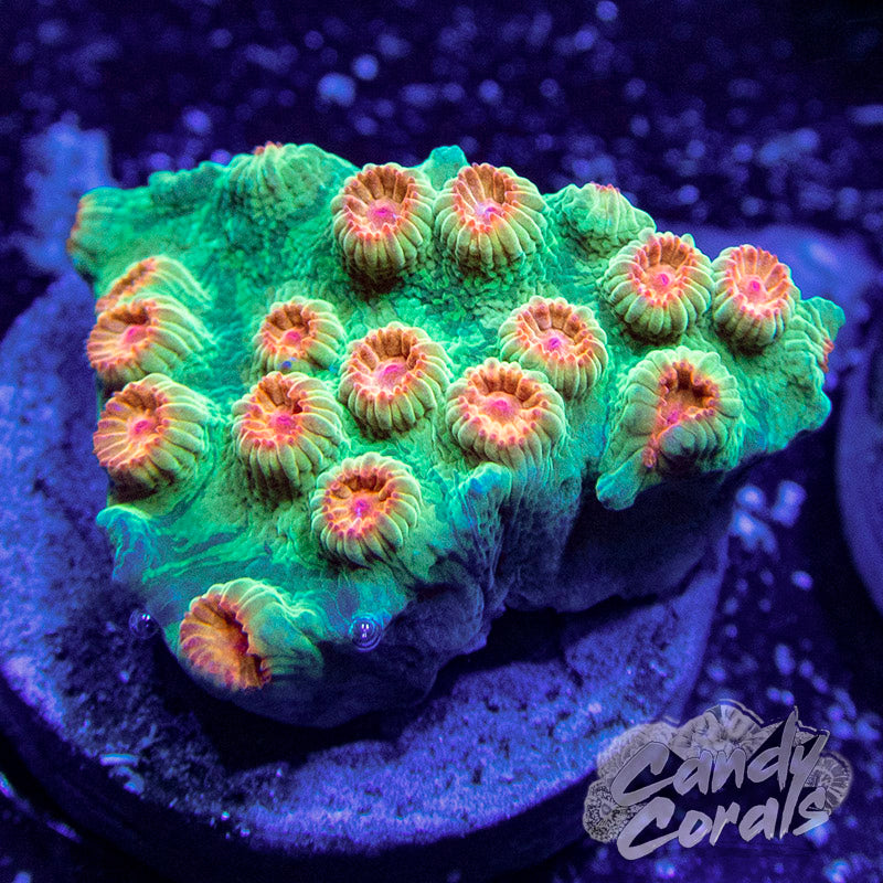 Meteor Shower Cyphastrea Frag C10