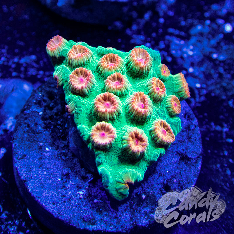 Meteor Shower Cyphastrea Frag C10
