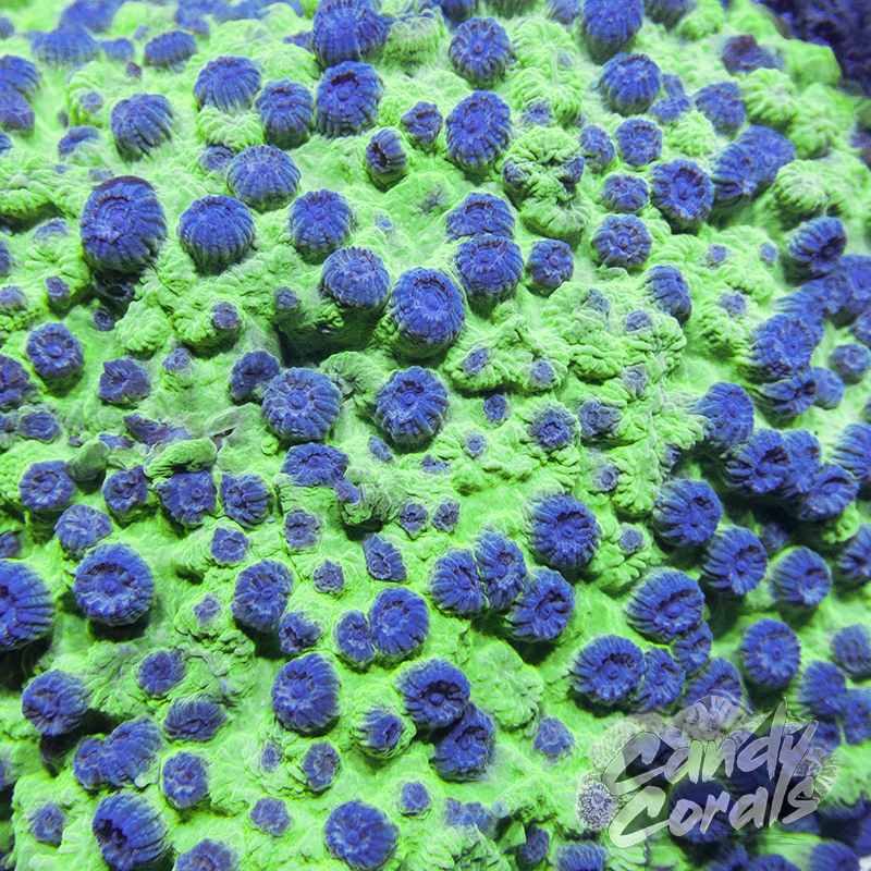 PPE Cyphastrea Frag C32