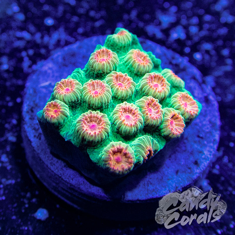 Meteor Shower Cyphastrea Frag C10