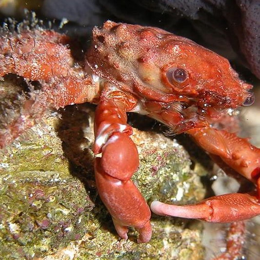 Red Emerald Crab