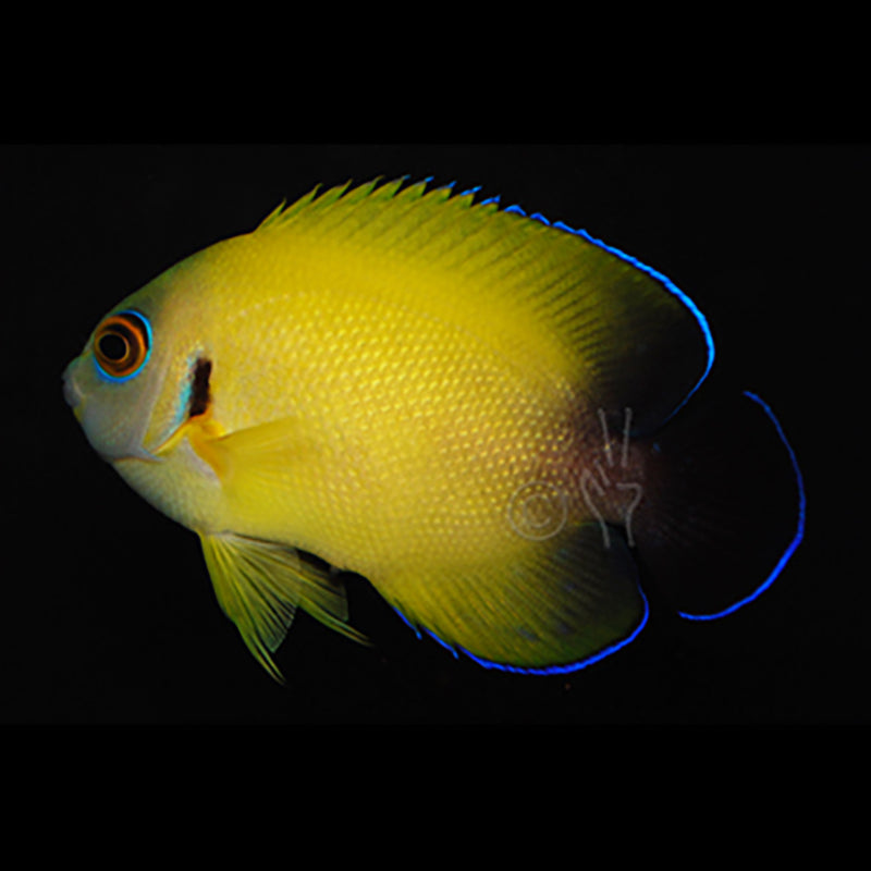 Lemon Peel Hybrid Half Black Angelfish