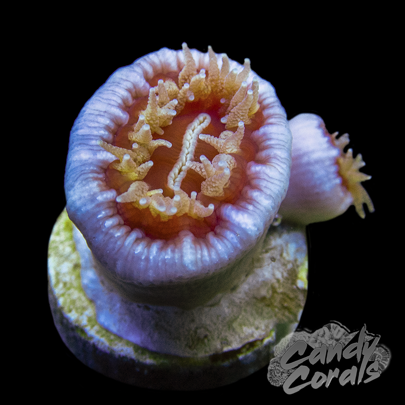 Orange Dendrophyllia Per Polyp