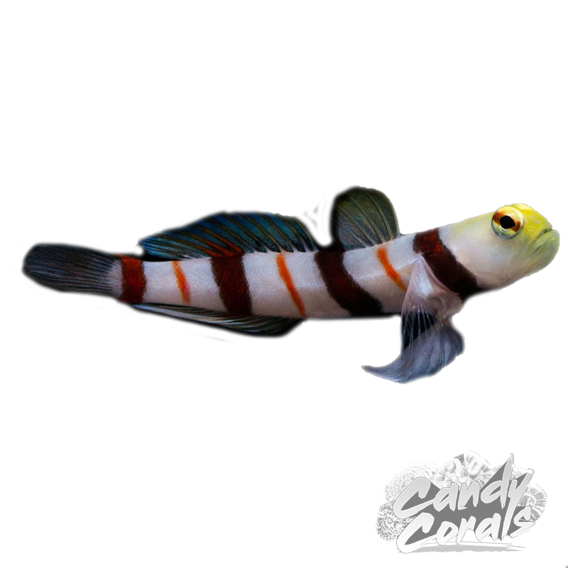 Dracula Goby