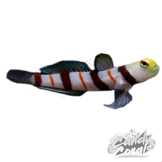 Dracula Goby Candy Cane Pistol Shirmp Pair
