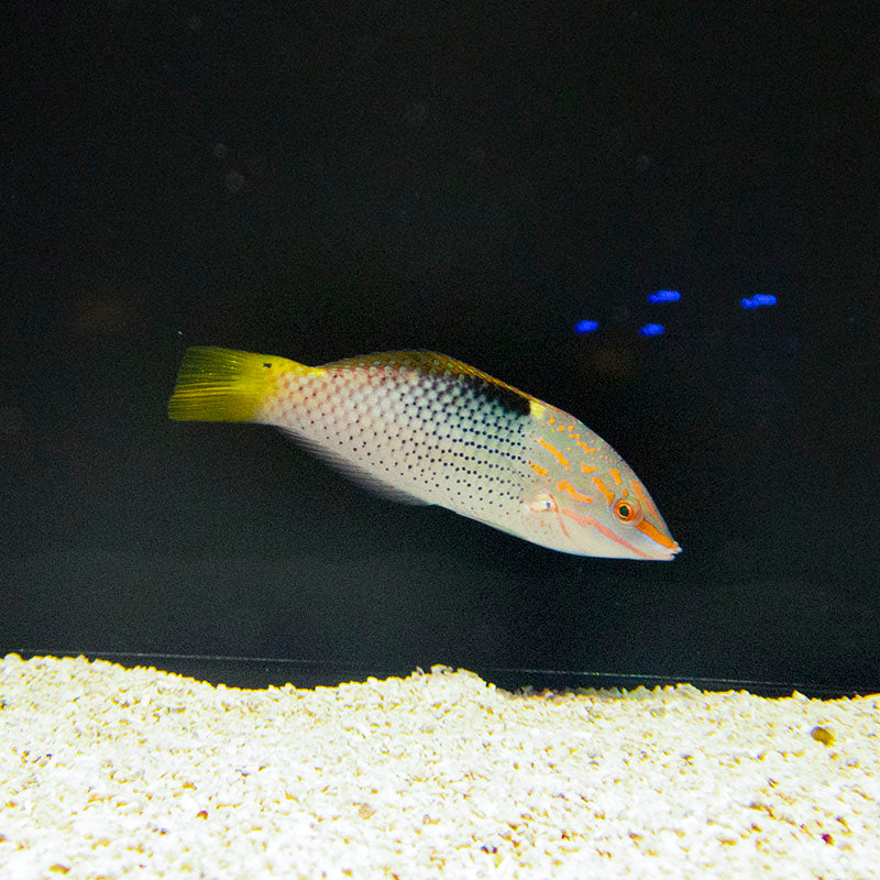 Checkerboard Wrasse