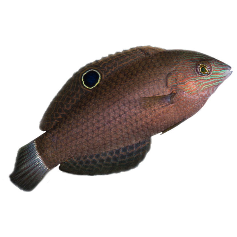 Dusky Margined Wrasse
