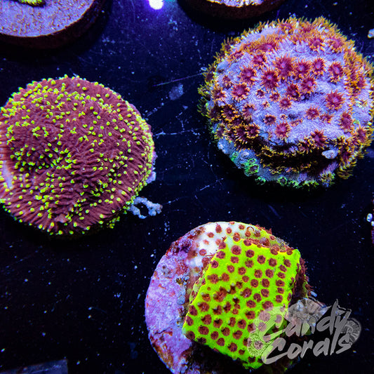 Frag Packs – Candy Corals