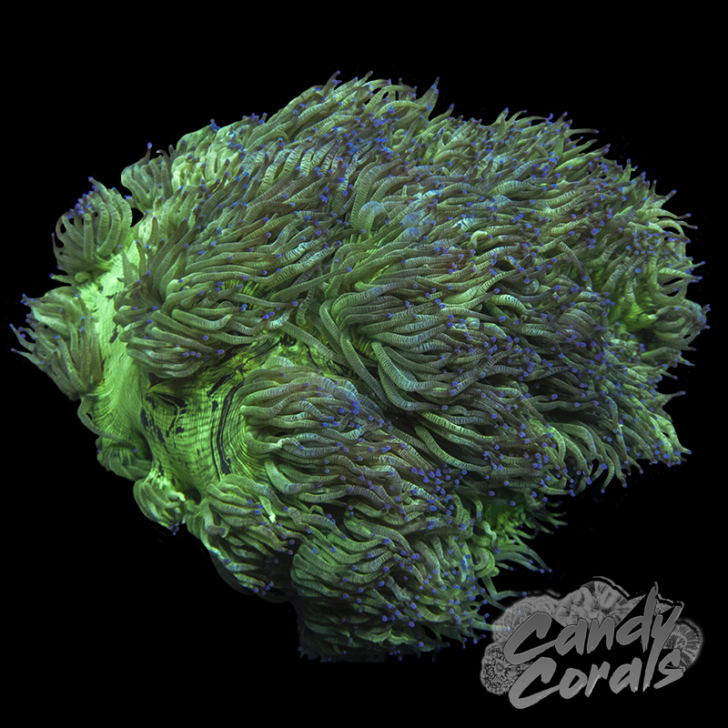 Blue Tipped Elegance Coral Colony