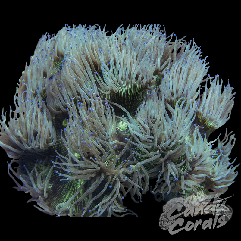 Blue Tipped Elegance Coral Colony