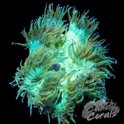 Blue Tipped Elegance Coral Colony