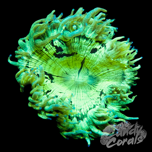 Small Elegance Coral Colony