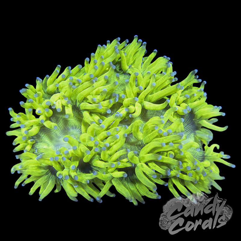 Small Bright Yellow Elegance Coral Colony