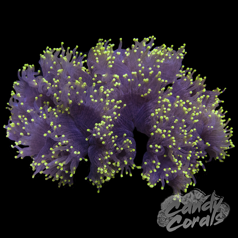 Black Yellow Tipped Ultra Elegance Coral