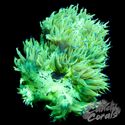 Blue Tipped Elegance Coral Colony
