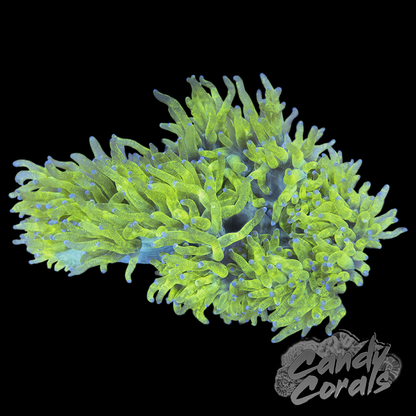Small Bright Yellow Elegance Coral Colony