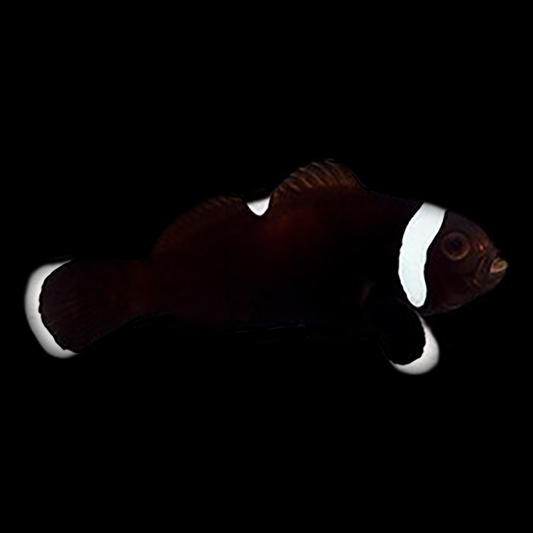 Captive Bred Extreme Misbar Black Oscellaris Clownfish