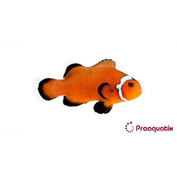Captive Bred Extreme Misbar Mocha Oscellaris Clownfish