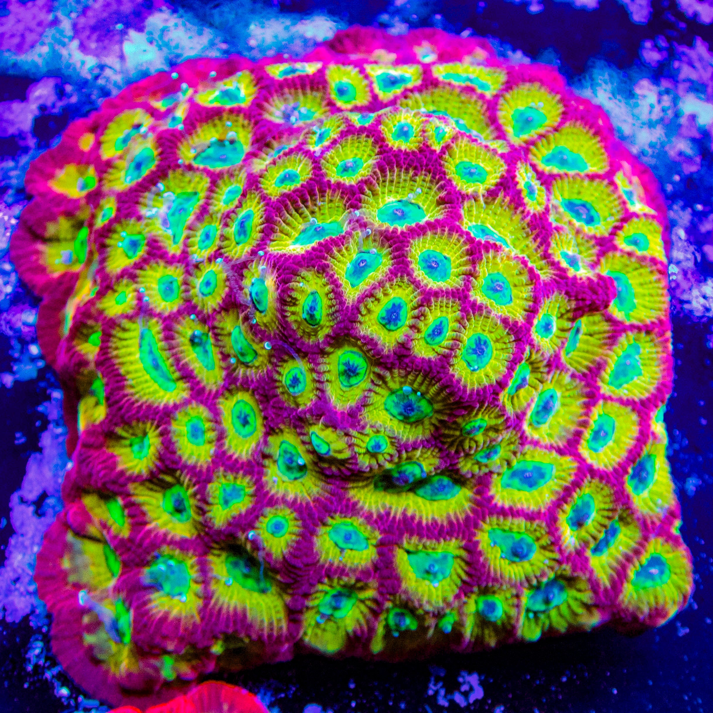 Spicy Lemon Favia Frag – Candy Corals