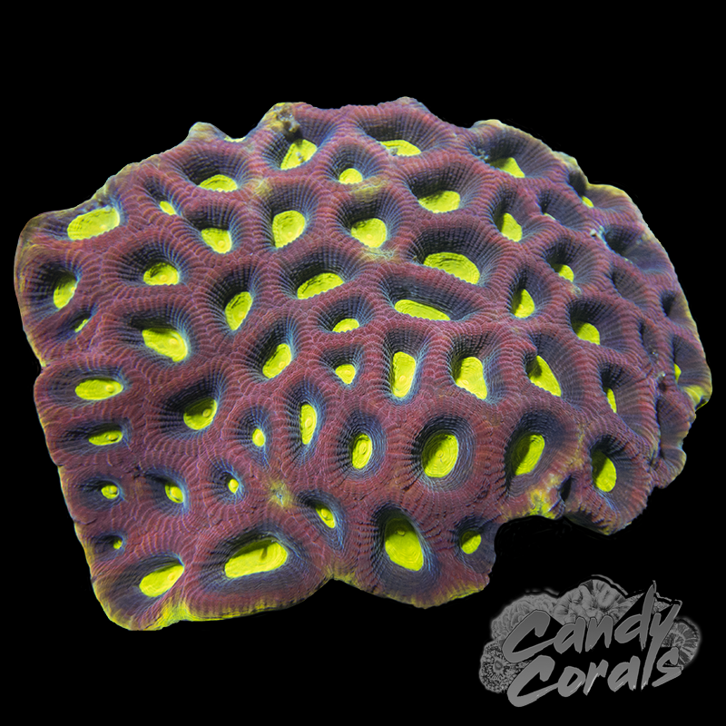 Large Dragon Soul Favia Colony