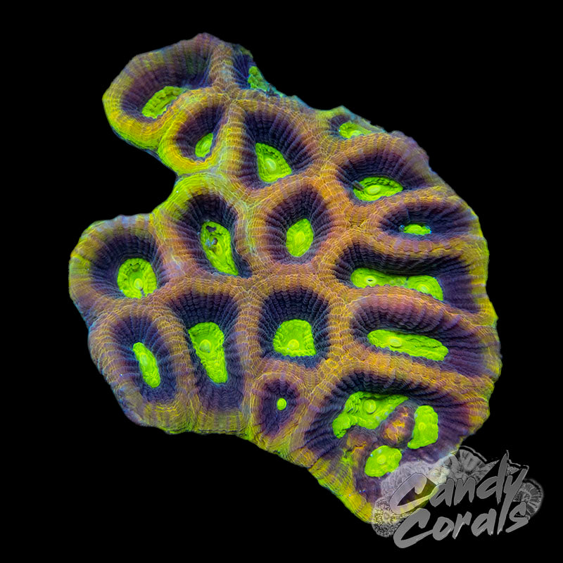 Small Dragon Soul Favia Colony