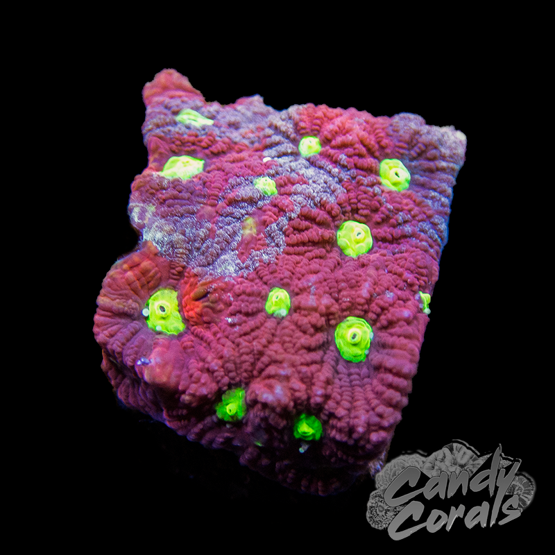 Assorted War Coral Favia Frag