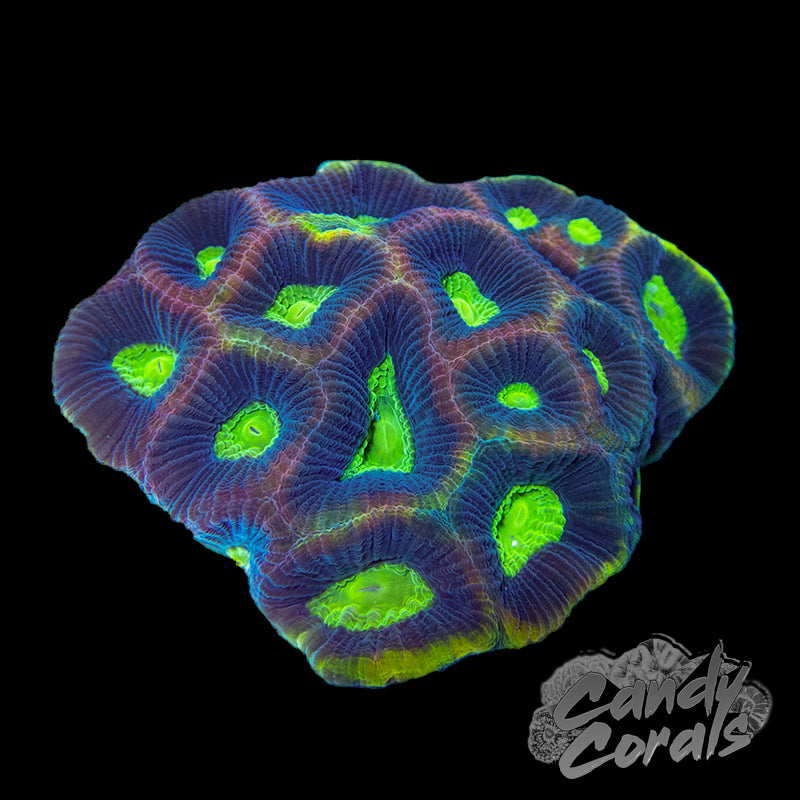 Small Dragon Soul Favia Colony