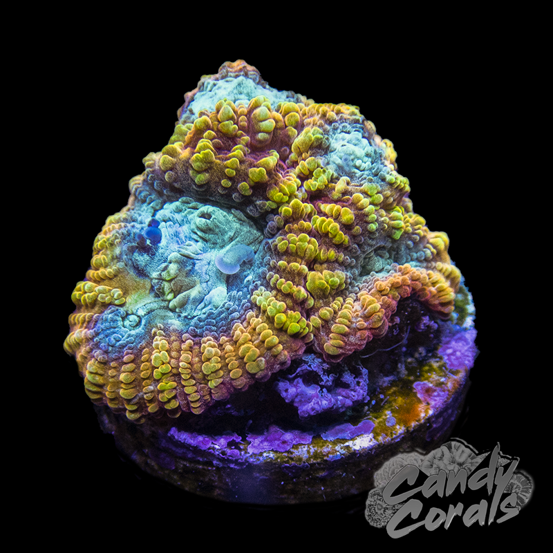 Favia of the Gods Favia Frag F4