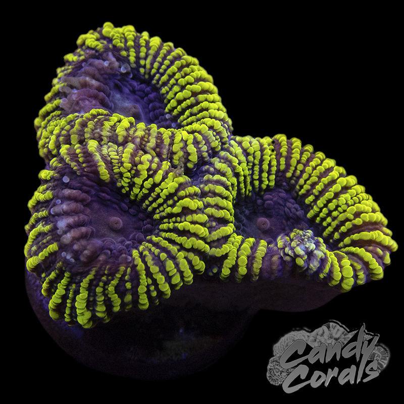 Yellow and Purple Favia Frag