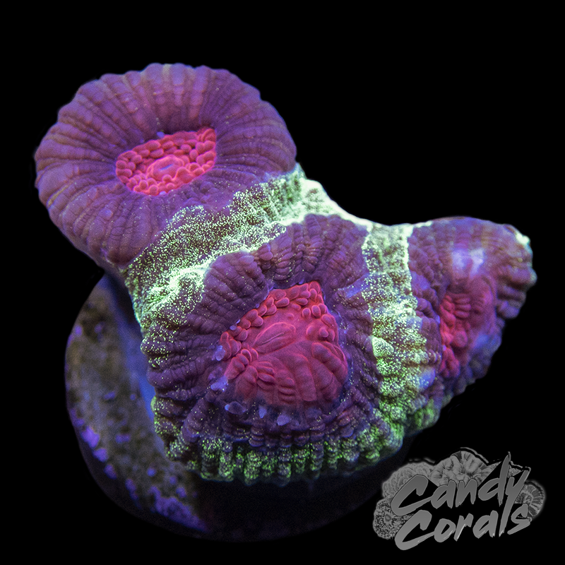 Christmas Favia Frag F9